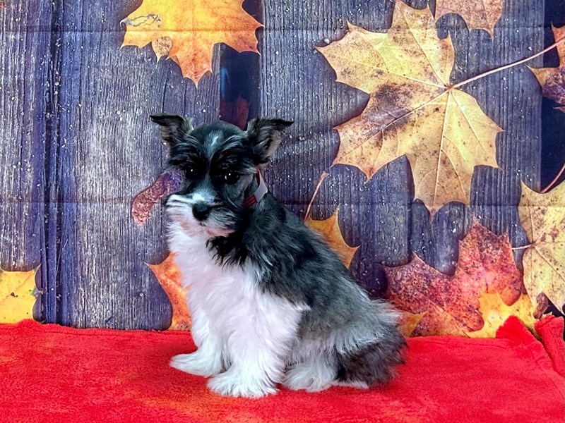 [#25635] Black and Silver Female Miniature Schnauzer Puppies For Sale