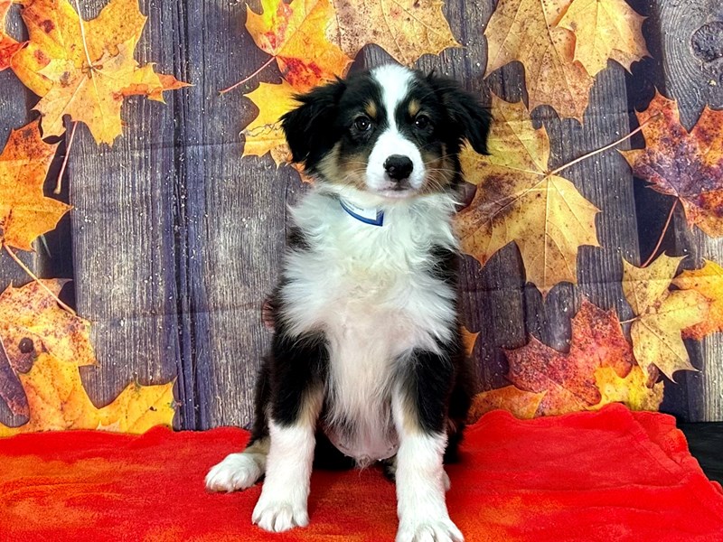 [#25644] Black and White Male Australian Shepherd Puppies For Sale