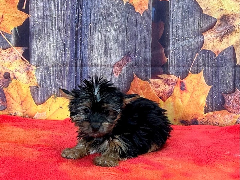 [#25638] Black and Tan Female Yorkshire Terrier Puppies For Sale #1