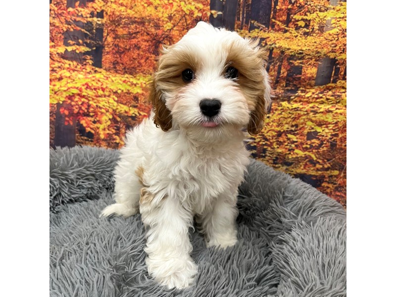 [#16220] brown/white Male Cavachon Puppies For Sale