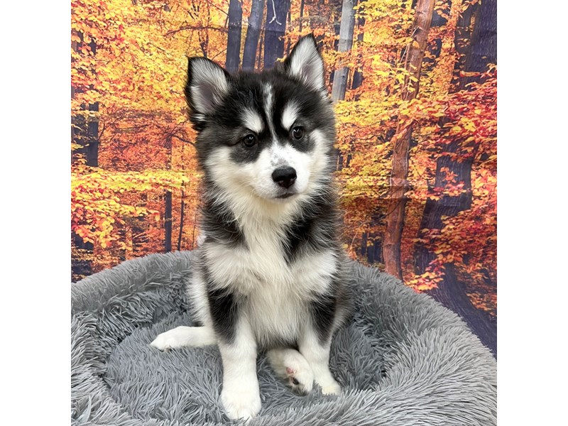 [#16216] blk/white Female Pomsky Puppies For Sale