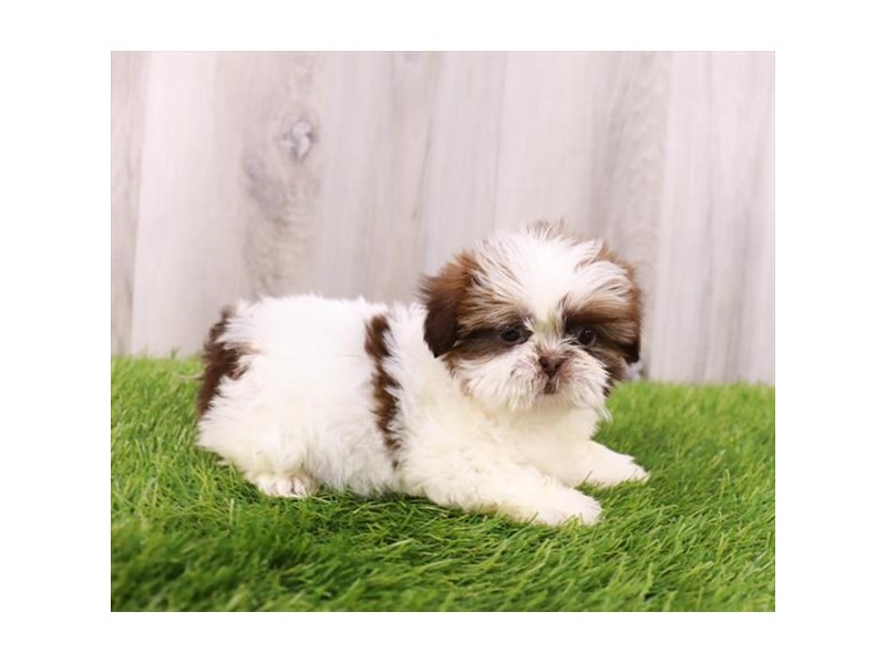 Shih Tzu-DOG-Female-Chocolate & White-3873902