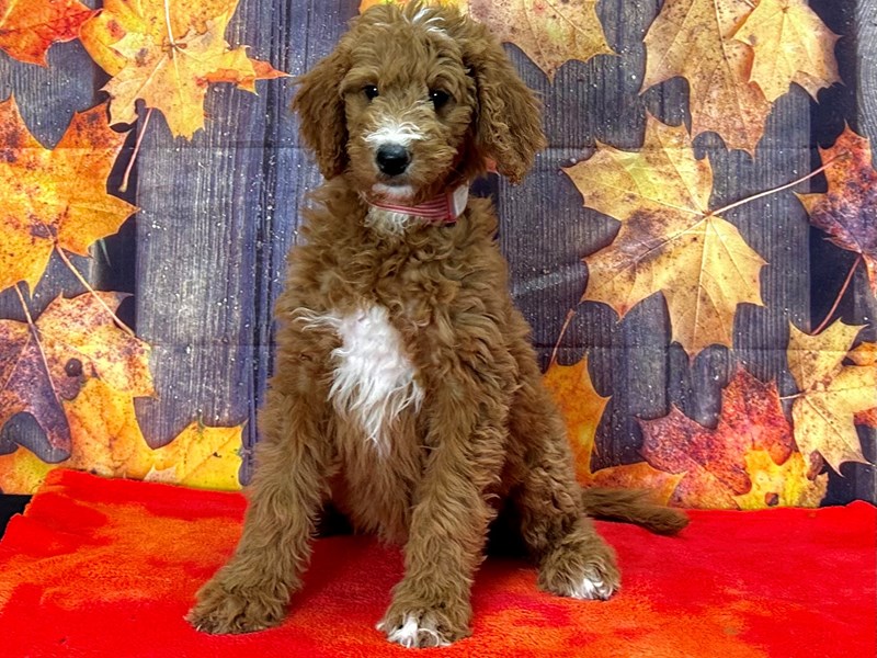 [#25671] Female F1B Goldendoodle Puppies For Sale