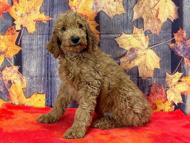 [#25670] Male F1B Goldendoodle Puppies For Sale