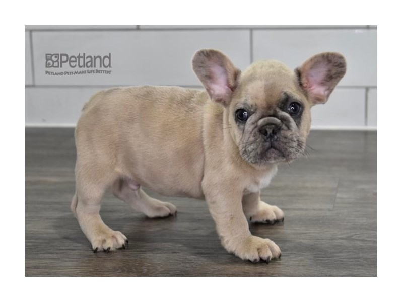 [#530] Merle Male French Bulldog Puppies For Sale #1