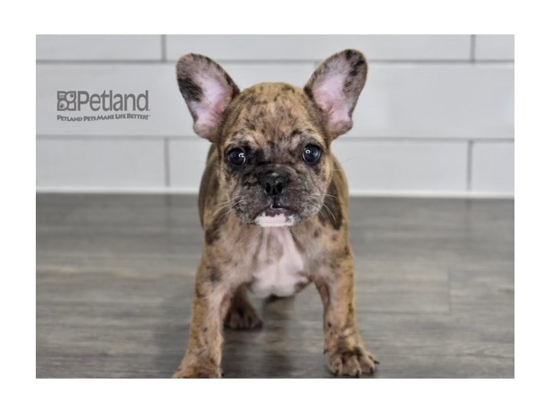 [#531] Merle Male French Bulldog Puppies For Sale #1