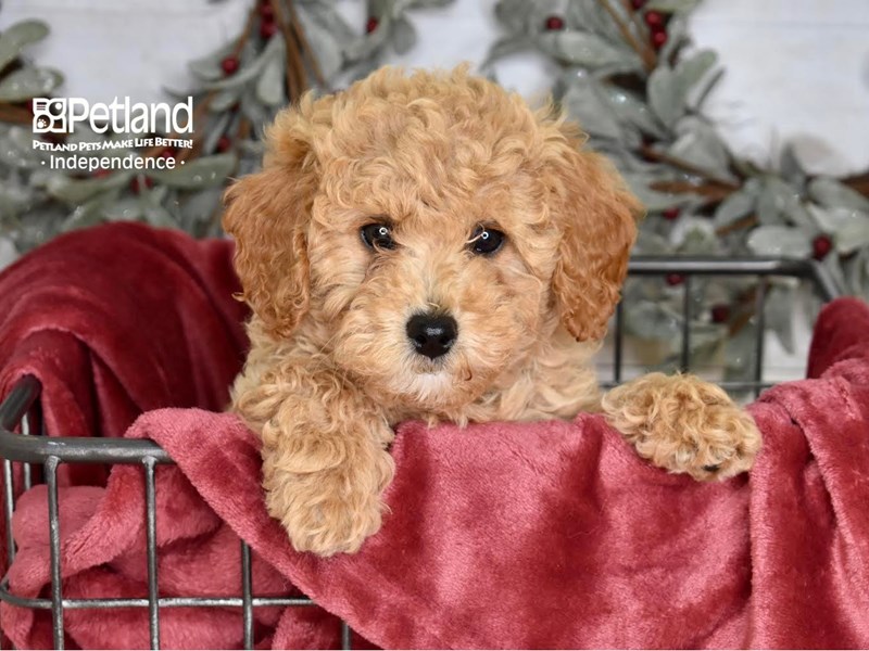 [#5336] Apricot Female Miniature Goldendoodle 2nd Gen Puppies For Sale