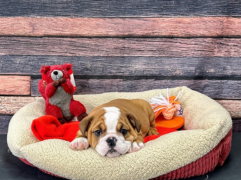[#25684] Red and White Female English Bulldog Puppies For Sale