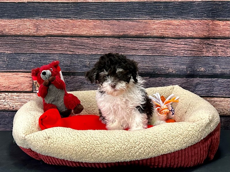 [#25687] Chocolate / White Male Havanese Puppies For Sale