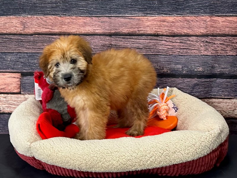 [#25675] Wheaten Female Soft Coated Wheaten Terrier Puppies For Sale #1