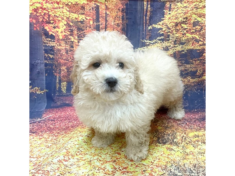 [#16236] Brown Male Poochon Puppies For Sale