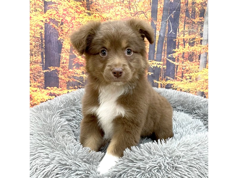 [#16231] Red Tan / White Female Miniature American Shepherd Puppies For Sale