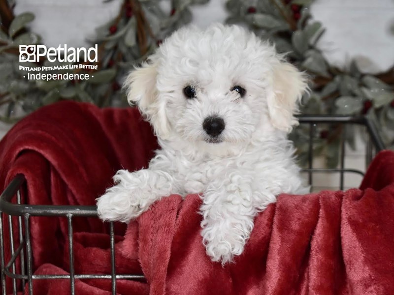 [#5346] White Female Bichon-Poo Puppies For Sale #1