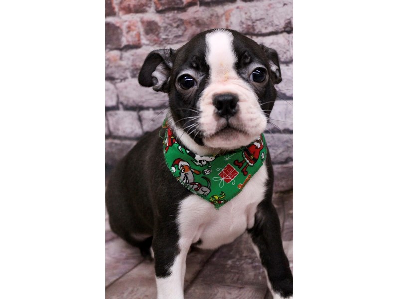[#17552] Black & White Female Boston Terrier Puppies For Sale #1