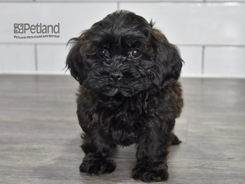 [#545] Black Male Shih Poo Puppies For Sale #1