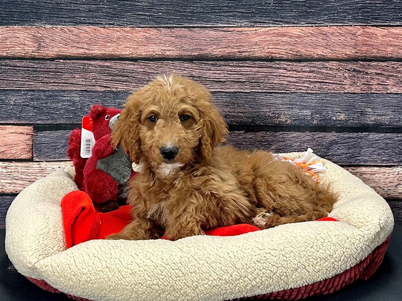 [#25702] Golden Male F1B Goldendoodle Puppies For Sale #1