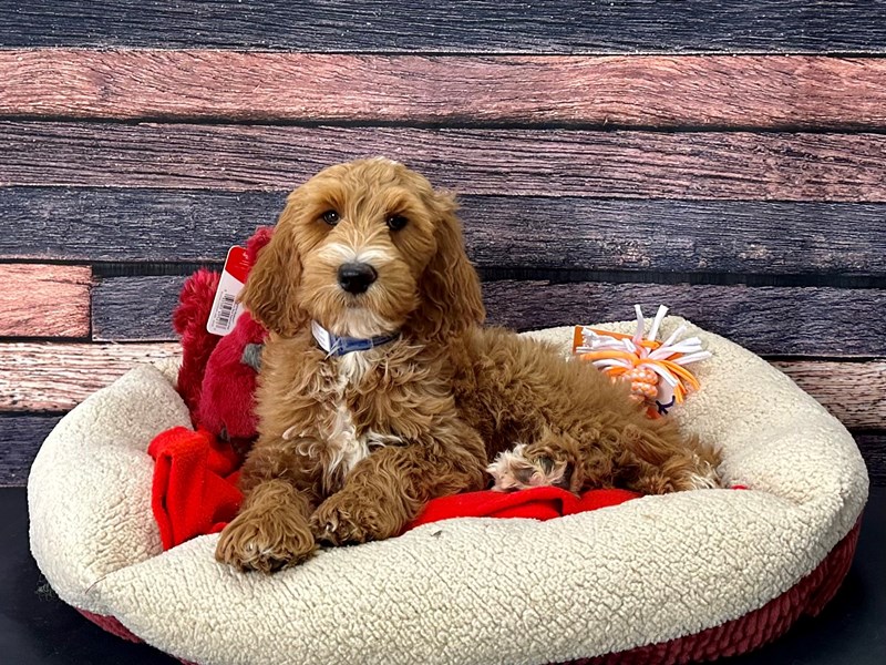[#25703] Golden Male F1B Goldendoodle Puppies For Sale