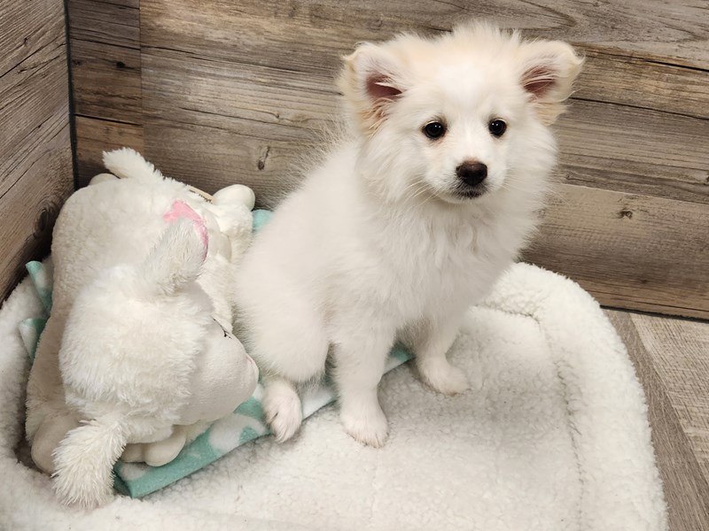 [#19756] White Male American Eskimo/Pomeranian Puppies For Sale