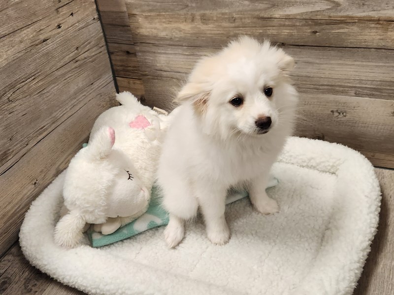 [#19756] White Male American Eskimo/Pomeranian Puppies For Sale