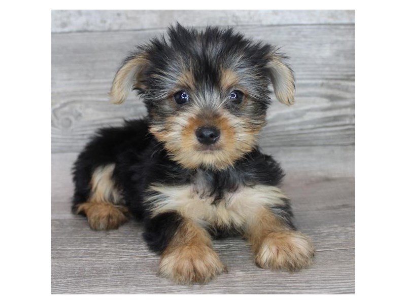 [#16254] Black / Tan Male Yorkshire Terrier Puppies For Sale