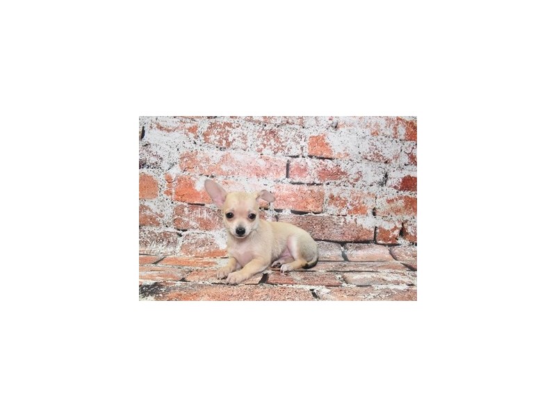 [#25721] Fawn Female Chihuahua Puppies For Sale