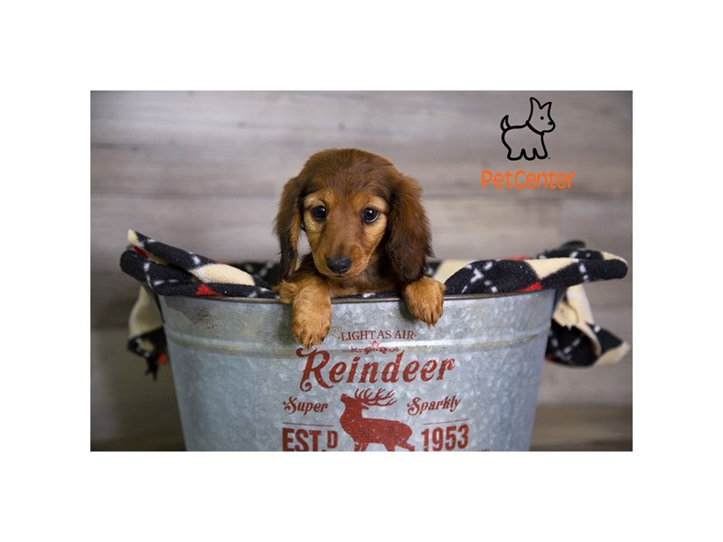 [#33991] Nella - Red Sable Female Miniature Dachshund Puppies For Sale #1