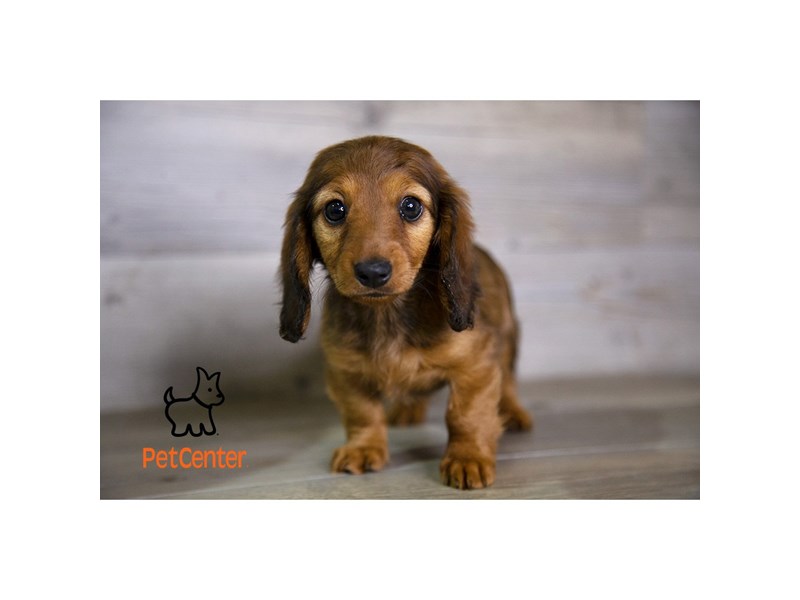 [#33991] Nella - Red Sable Female Miniature Dachshund Puppies For Sale #2