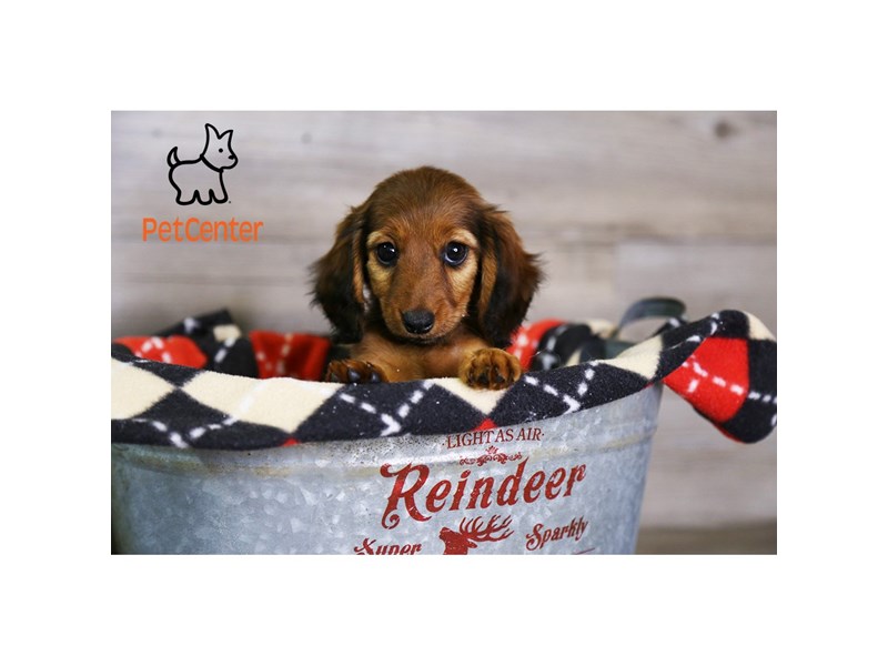 [#33992] Bella - Red Sable Female Miniature Dachshund Puppies For Sale
