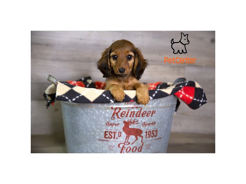 [#33992] Bella - Red Sable Female Miniature Dachshund Puppies For Sale #3