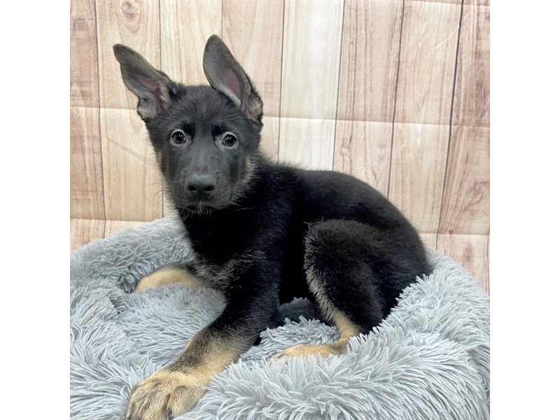 [#16219] Black / Tan Male German Shepherd Dog Puppies For Sale