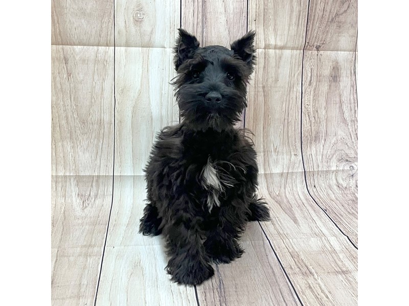 [#16211] Black Male Miniature Schnauzer Puppies For Sale #1