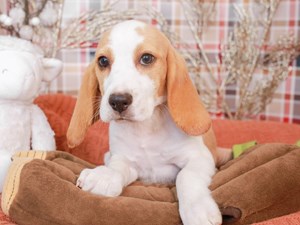 Beagle-DOG-Female-lemon & wh-