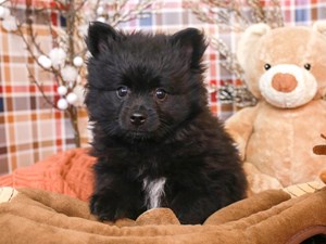 Pomeranian-DOG-Female-blk-