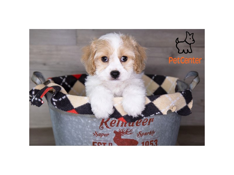 [#33943] Heidi - Blenheim Female Cavachon Puppies For Sale #2