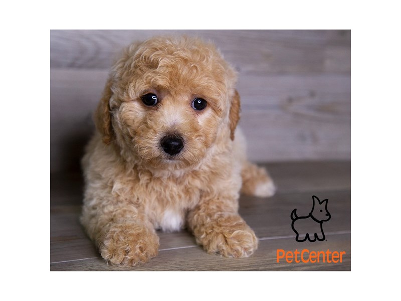 [#34001] Violet - Apricot Female Bichapoo Puppies For Sale