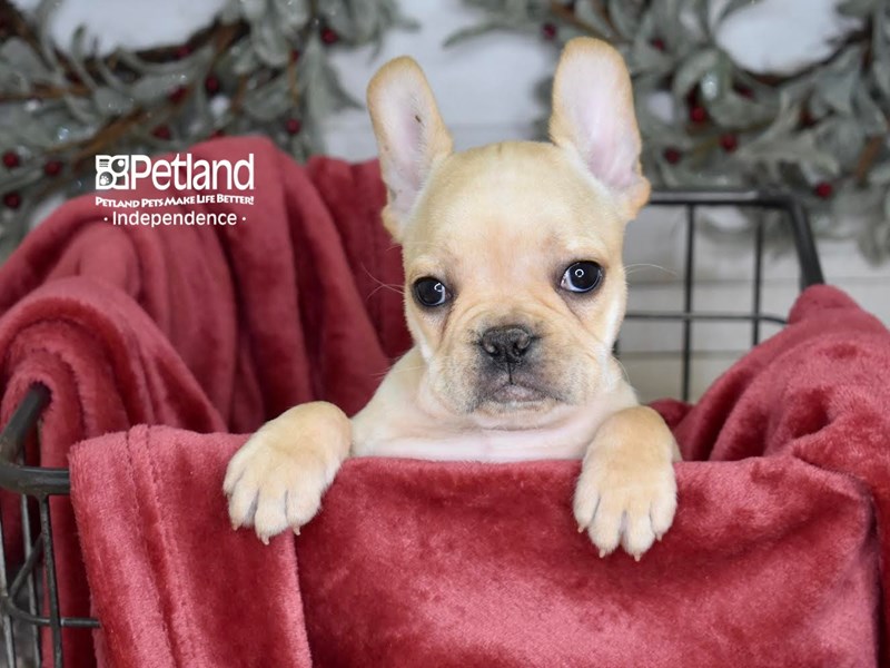 [#5355] Fawn Female French Bulldog Puppies For Sale #1