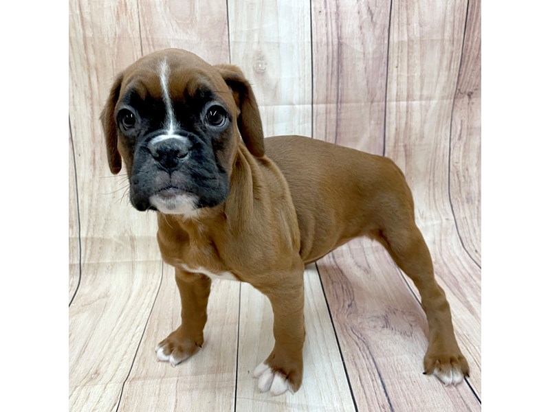 [#16246] Fawn Female Boxer Puppies For Sale #1
