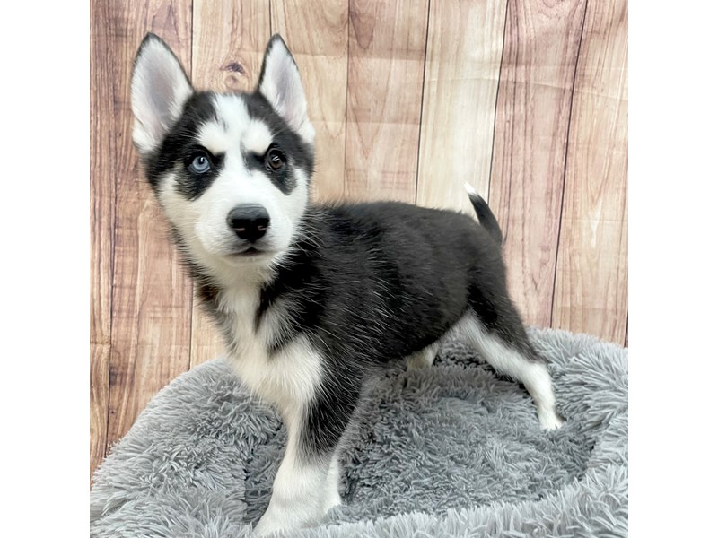 [#16253] Black / White Male Siberian Husky Puppies For Sale