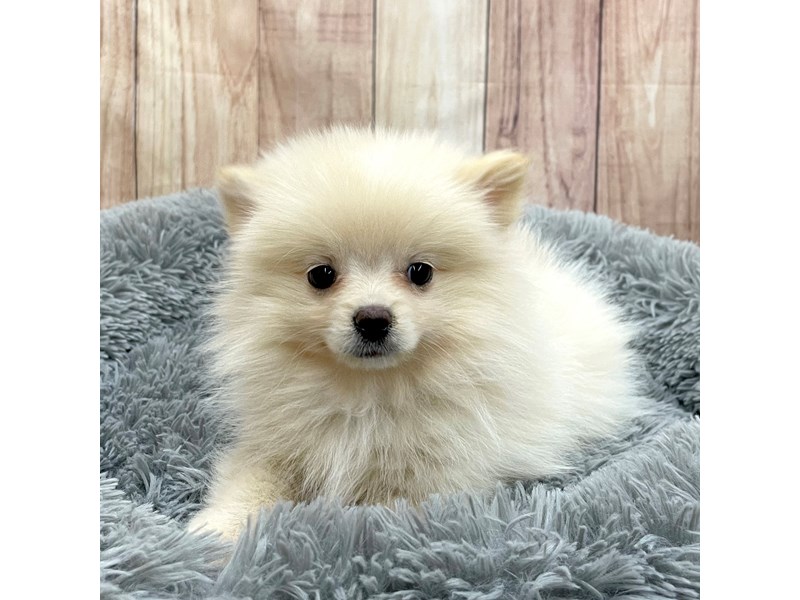 [#16250] Orange Male Pomeranian Puppies For Sale #1