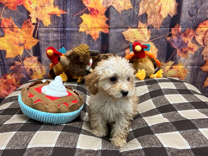 [#25739] Apricot Female F1b Cavapoo Puppies For Sale