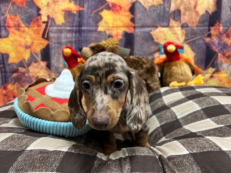 [#25723] Chocolate / Tan Female Dachshund Puppies For Sale #1