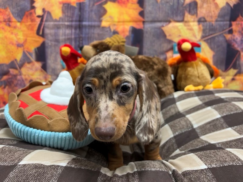 [#25723] Chocolate / Tan Female Dachshund Puppies For Sale #2