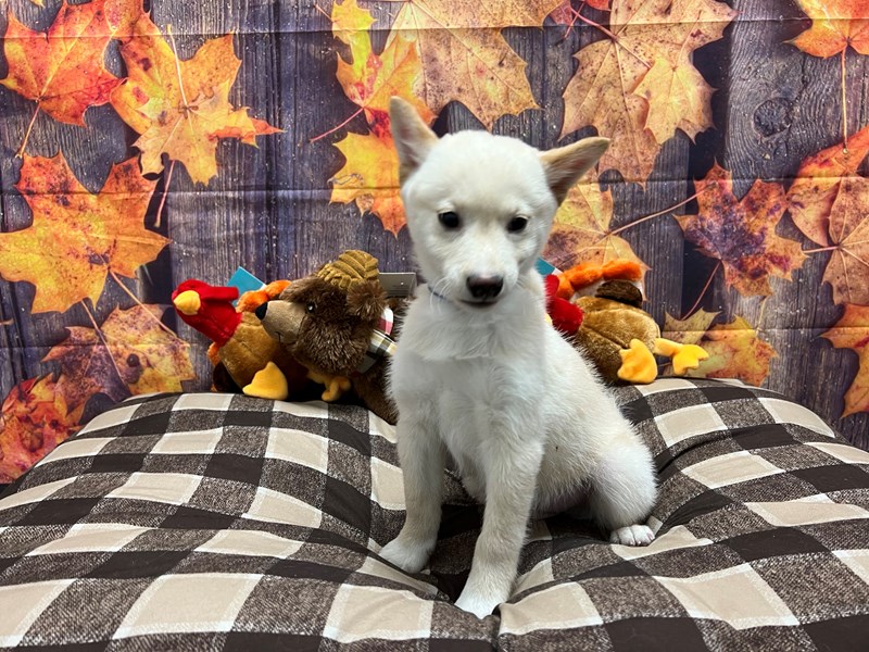[#25729] Cream Male Shiba Inu Puppies For Sale #1