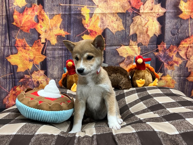 [#25730] Red Female Shiba Inu Puppies For Sale #1