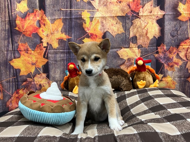 [#25730] Red Female Shiba Inu Puppies For Sale #2