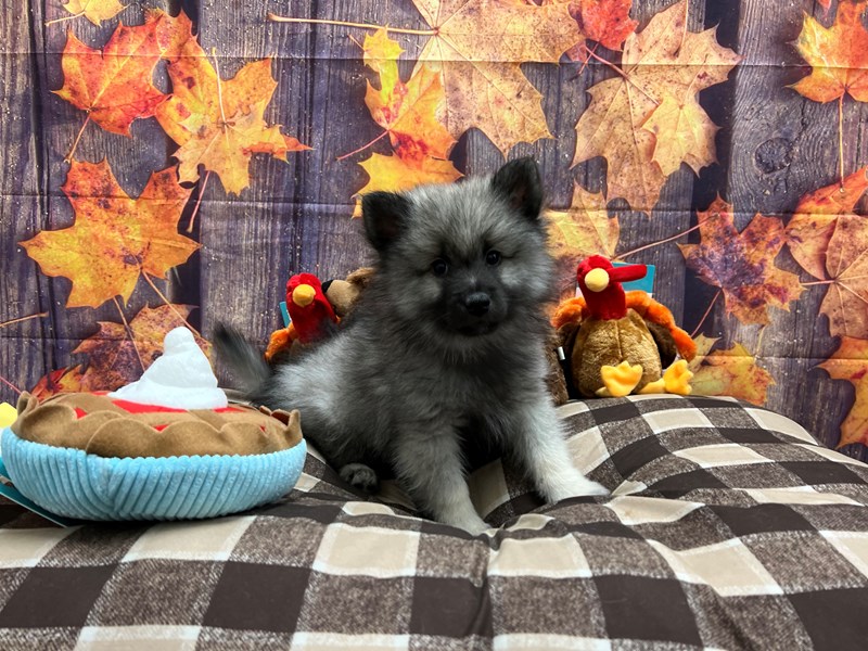 [#25725] Silver / Black Male Keeshond Puppies For Sale