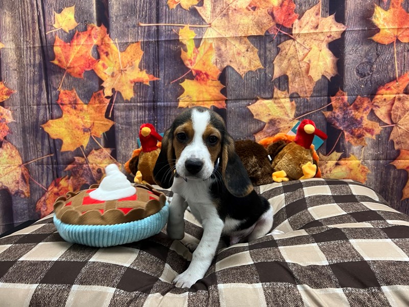 [#25718] Black White and Tan Male Beagle Puppies For Sale #1