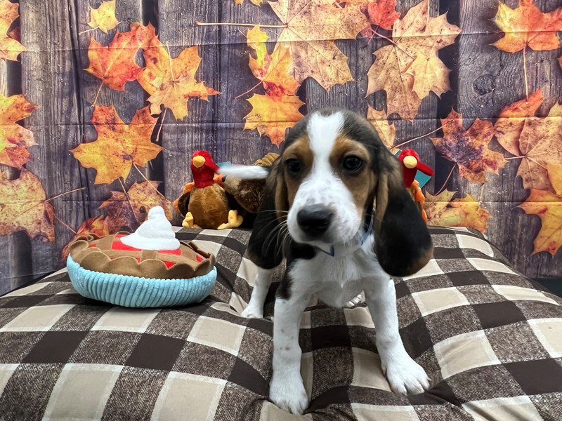 [#25718] Black White and Tan Male Beagle Puppies For Sale #2