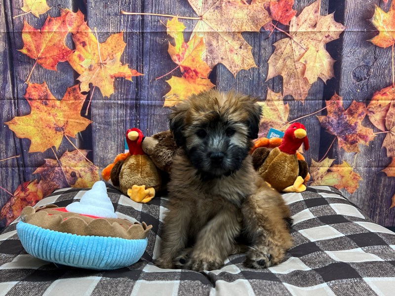 [#25708] Wheaten Male Soft Coated Wheaten Terrier Puppies For Sale #1