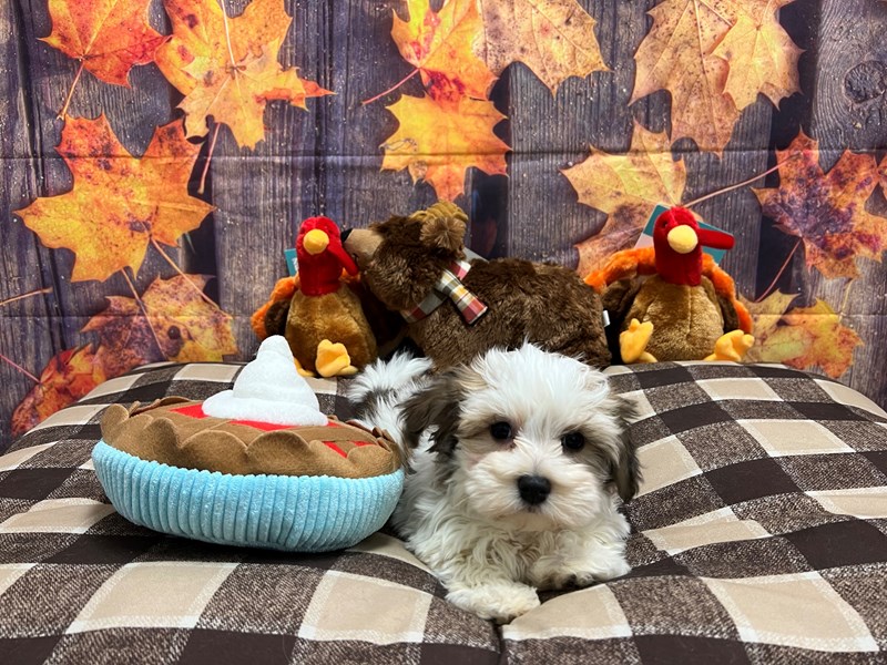 [#25711] Gold Female Havanese Puppies For Sale